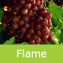 Flame Grape Vine Red Indoor/Outdoor SEEDLESS + DESSERT + FAST GROWING + HEAVY CROPS **FREE UK MAINLAND DELIVERY + FREE 100% TREE WARRANTY**
